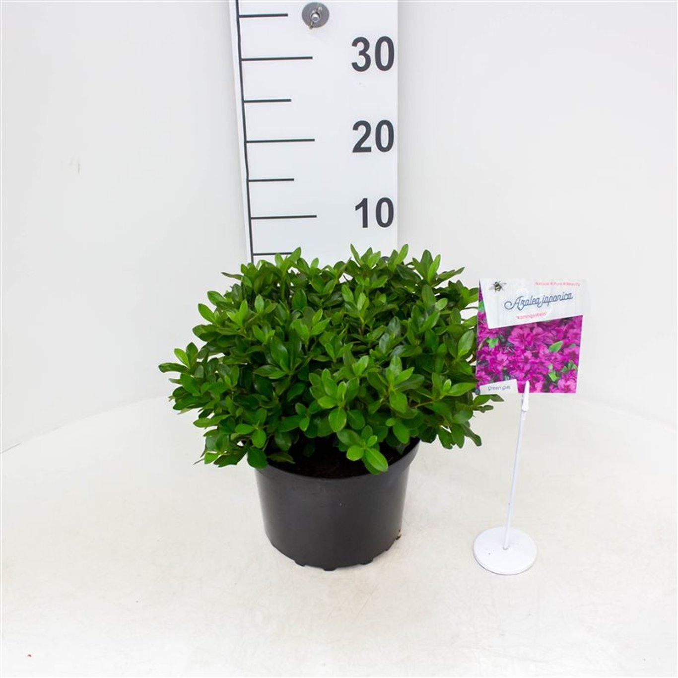 Rhododendron – Rhododendron (AJ); 'Königstein' - C4 25-30 CM